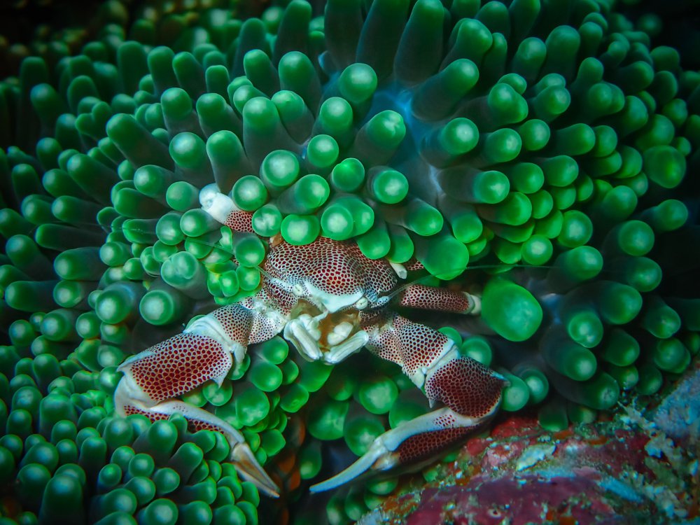 Porcelain Crabs von aanpix