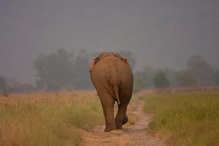 Elephant Trail