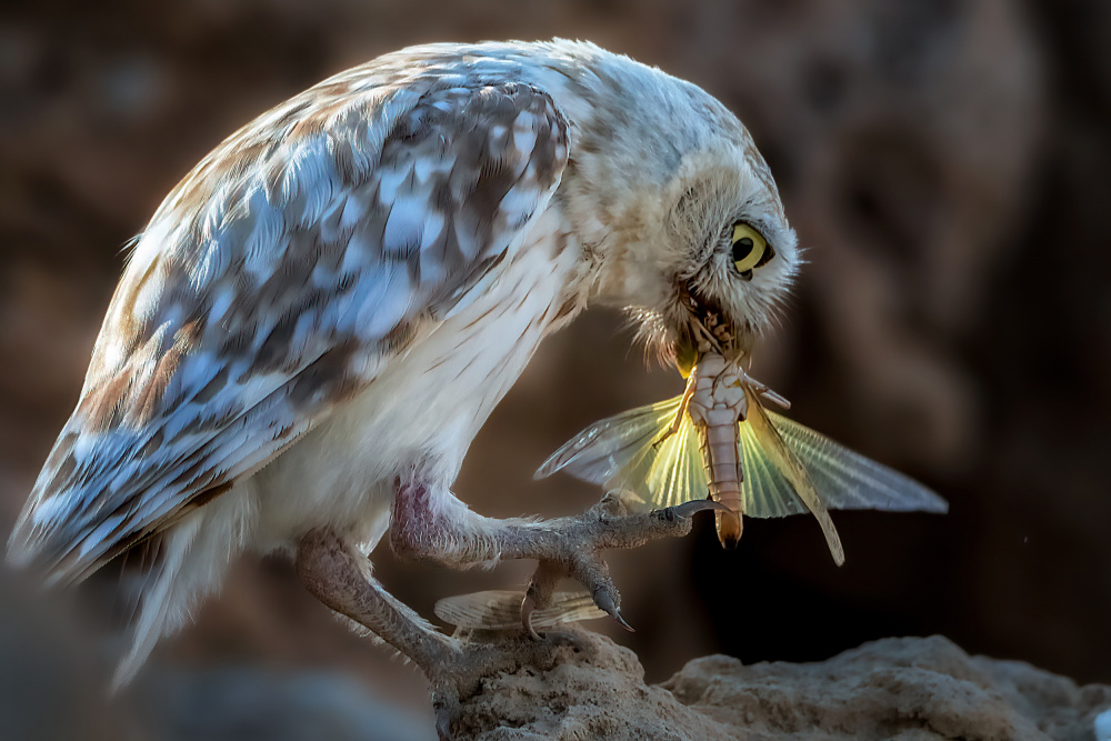 Peeping owl eating dragonfly von Abdelkader Allam