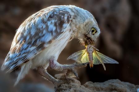 Peeping owl eating dragonfly