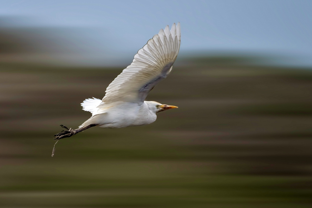 Speedy Bird von Abdelkader Allam