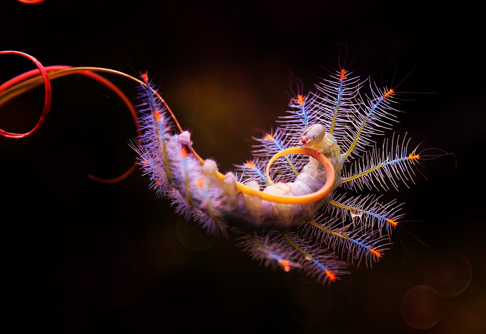 Acrobatic Caterpillar von Abdul Gapur Dayak