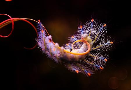 Acrobatic Caterpillar