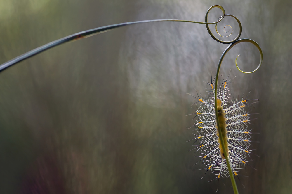 Baby Fire Caterpillar von Abdul Gapur Dayak