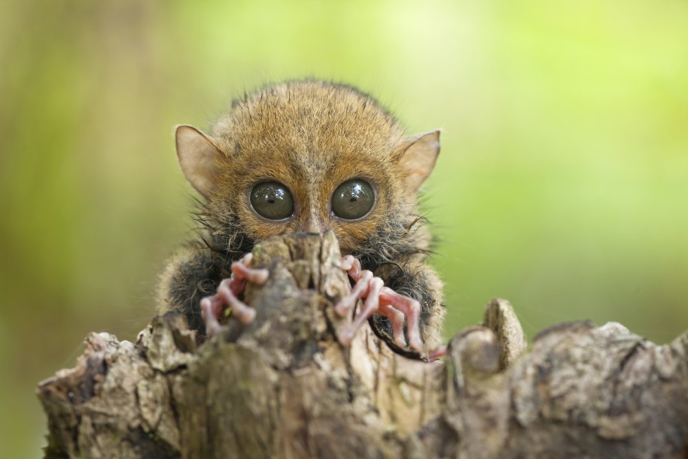 Baby Tarsier von Abdul Gapur Dayak