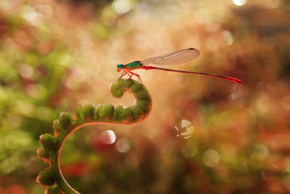 Bokeh Sprinkled von Abdul Gapur Dayak