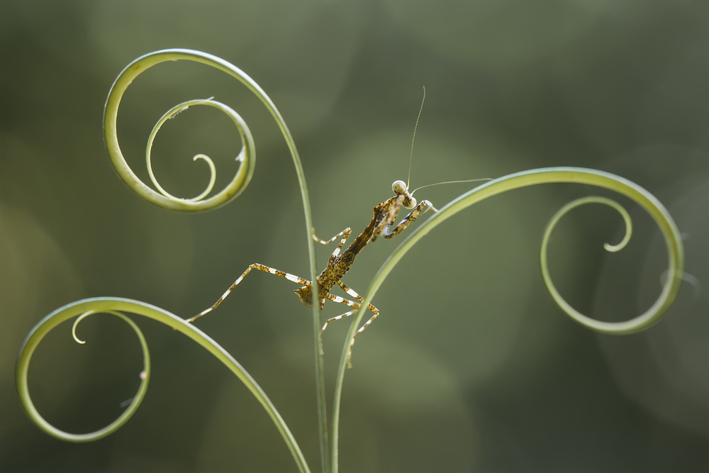 Brown Mantis on Leaf Edge von Abdul Gapur Dayak