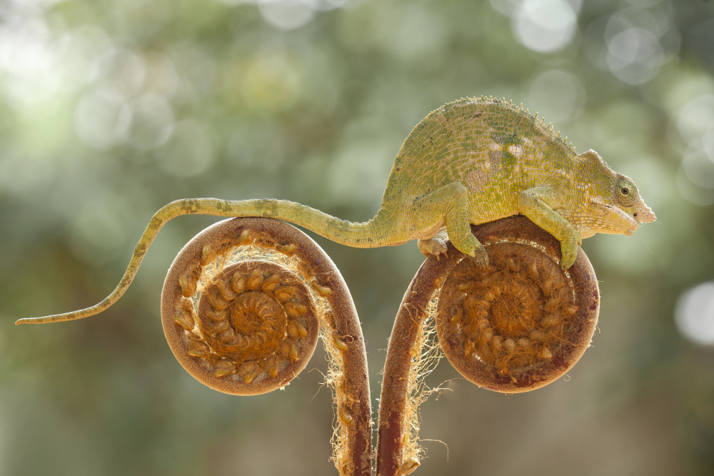 Chameleon on Ferns von Abdul Gapur Dayak