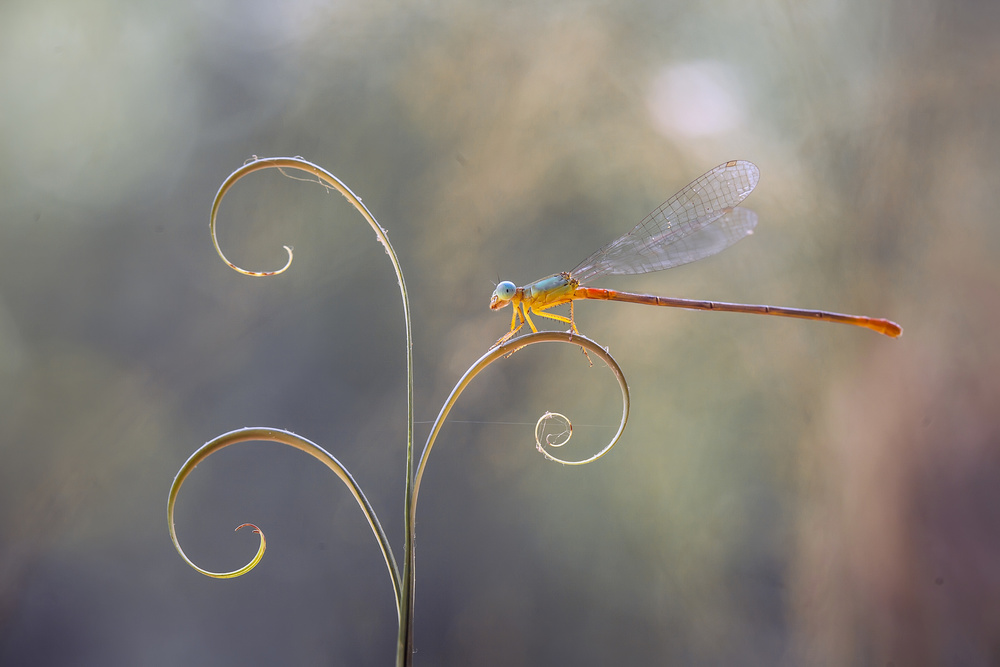 Damselflies and Leaf Edges von Abdul Gapur Dayak