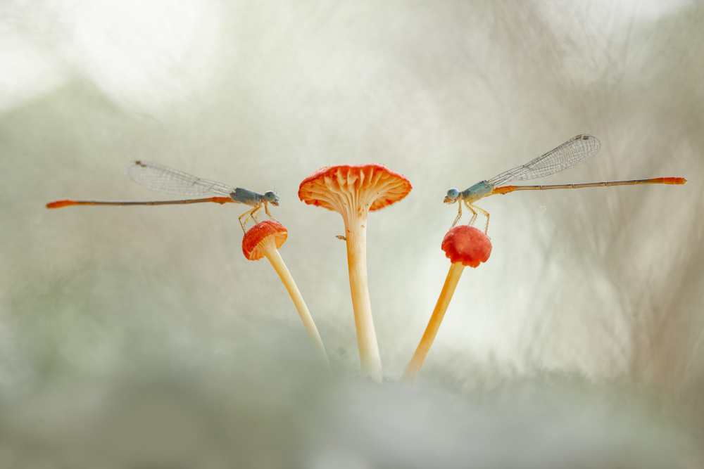 Damselflies and Mushroom von Abdul Gapur Dayak