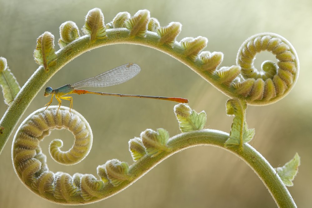 Damselfly and Ferns von Abdul Gapur Dayak