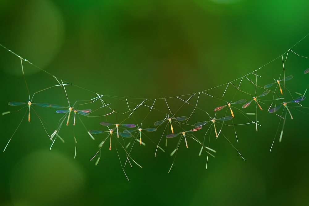 The Mosquitoes von Abdul Gapur Dayak