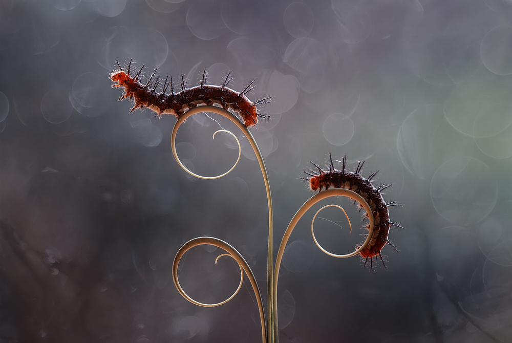 The Caterpillar Romance von Abdul Gapur Dayak