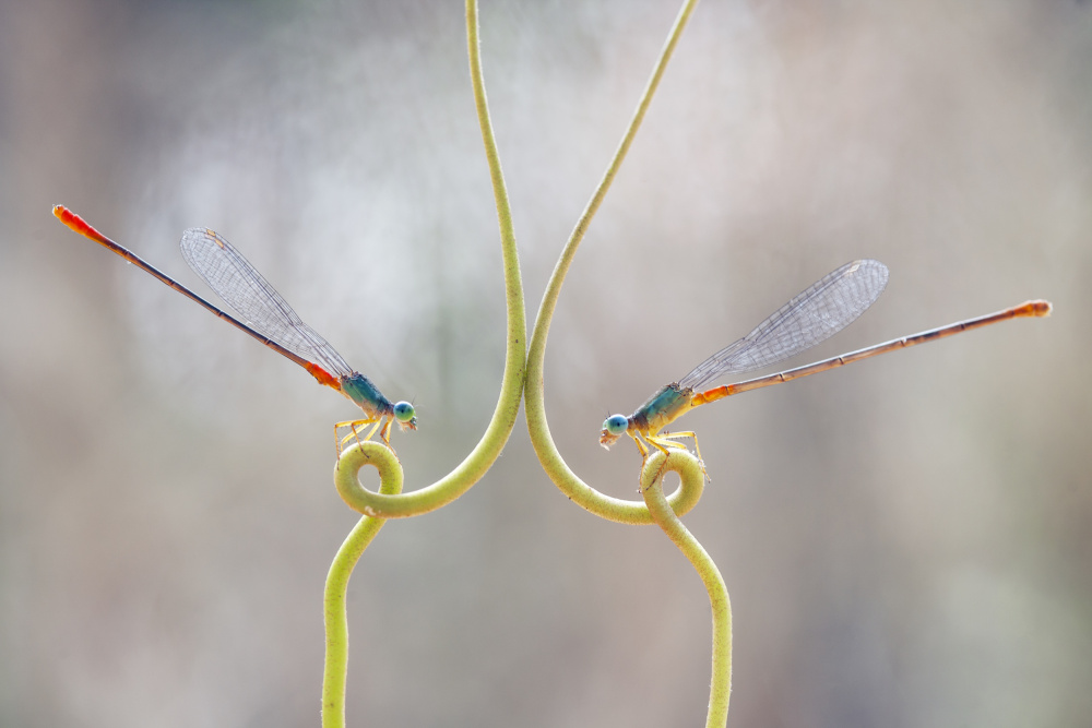 A Pair of Damselfly von Abdul Gapur Dayak