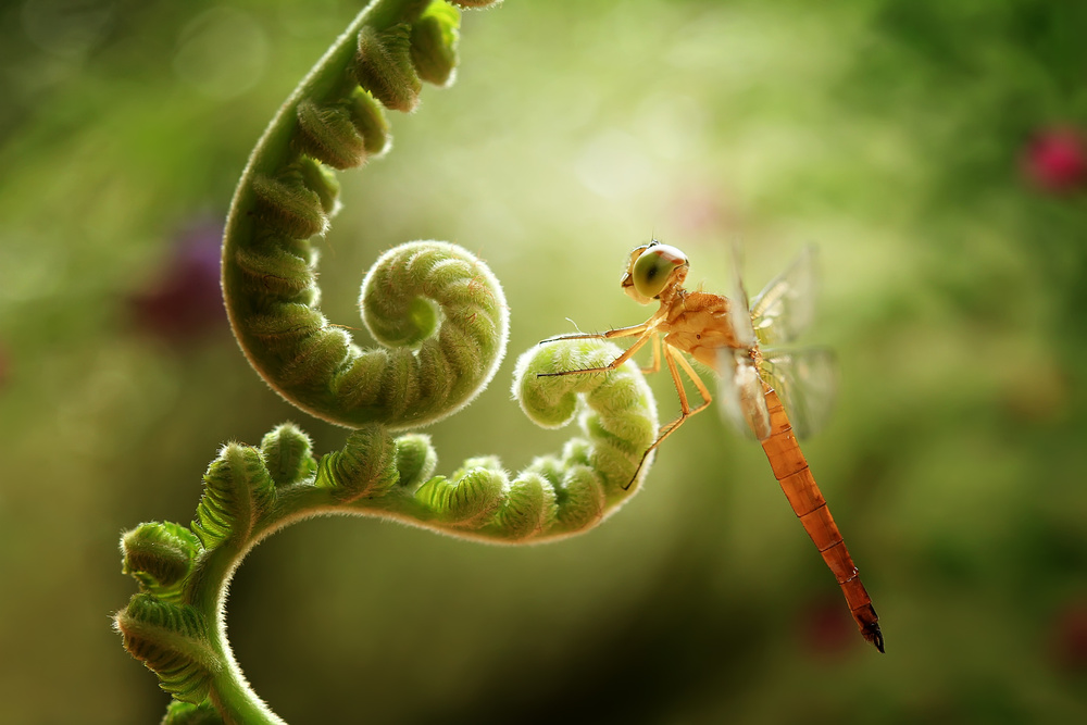 Ferns and Dragonflies von Abdul Gapur Dayak