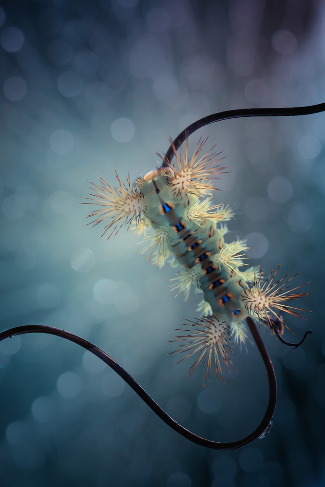 Fire Caterpillar on Branch von Abdul Gapur Dayak