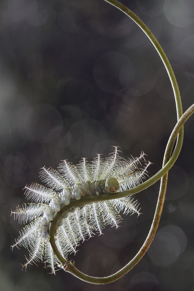 Fire Caterpillar on Unique Branch von Abdul Gapur Dayak