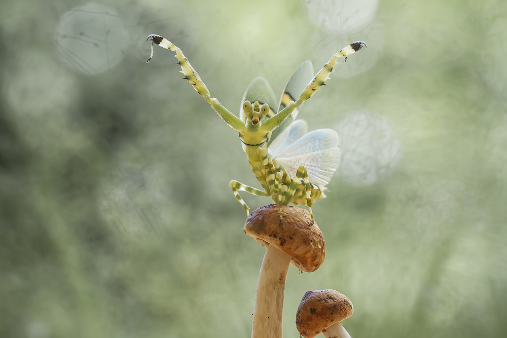 Wings Develop of Mantis von Abdul Gapur Dayak