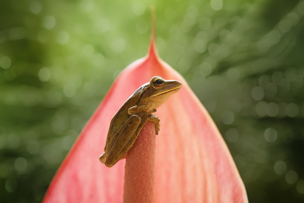 Frog on Pink Leaf von Abdul Gapur Dayak