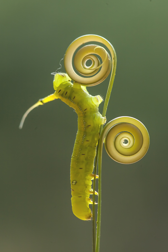 Green Caterpillar von Abdul Gapur Dayak