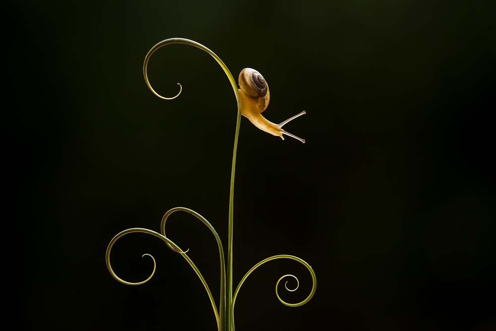 Little Snail on Leaf von Abdul Gapur Dayak