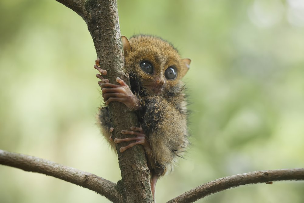 Smaller Apes in The World von Abdul Gapur Dayak