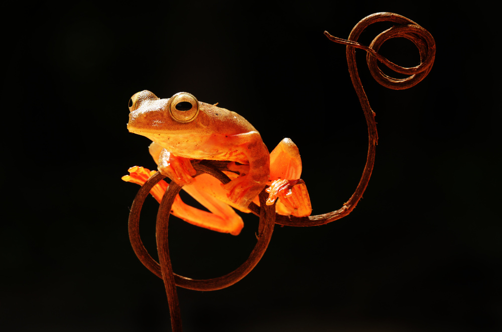 Tree Frog von Abdul Gapur Dayak