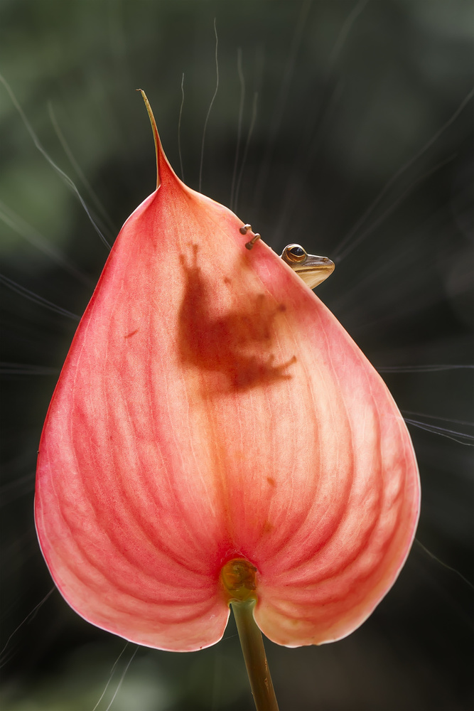 Tree Frog and Pink Leaf von Abdul Gapur Dayak