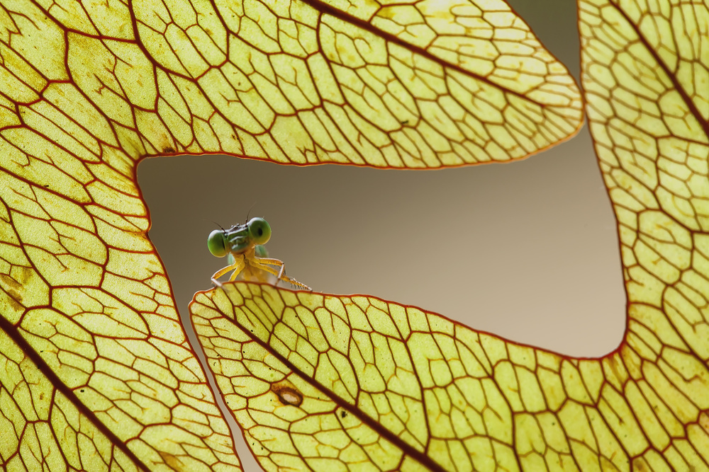 Dragonfly and Leaves of Lukut von Abdul Gapur Dayak