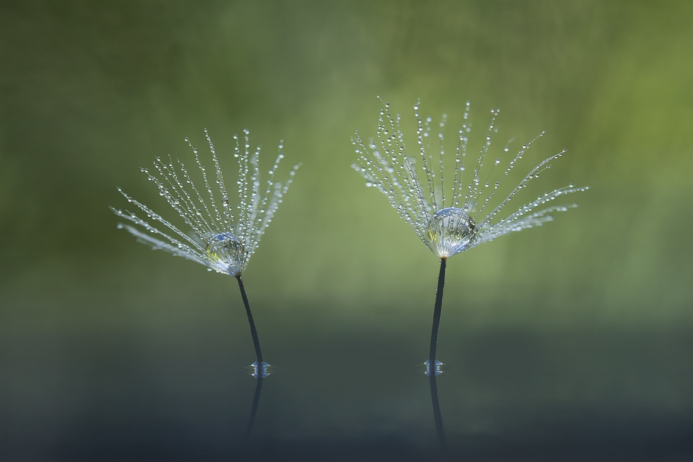 Dandelion Flowers von Abdul Gapur Dayak