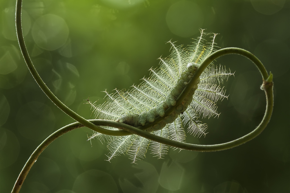 Mango Caterpillar von Abdul Gapur Dayak