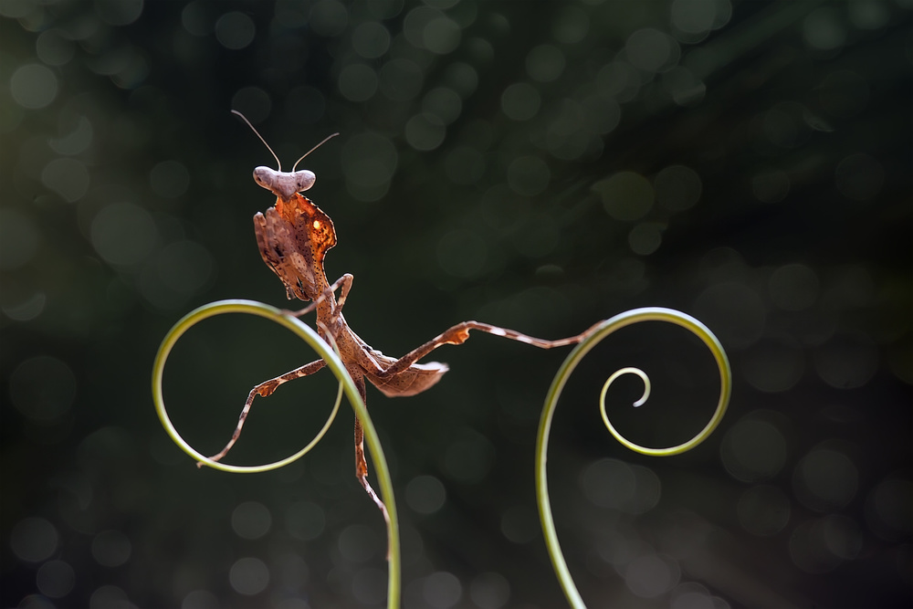 Mantis Fotogenic von Abdul Gapur Dayak