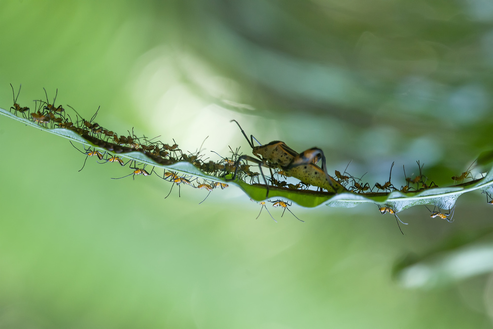 New Born of Insects von Abdul Gapur Dayak