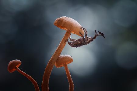 Mushrooms and Insects