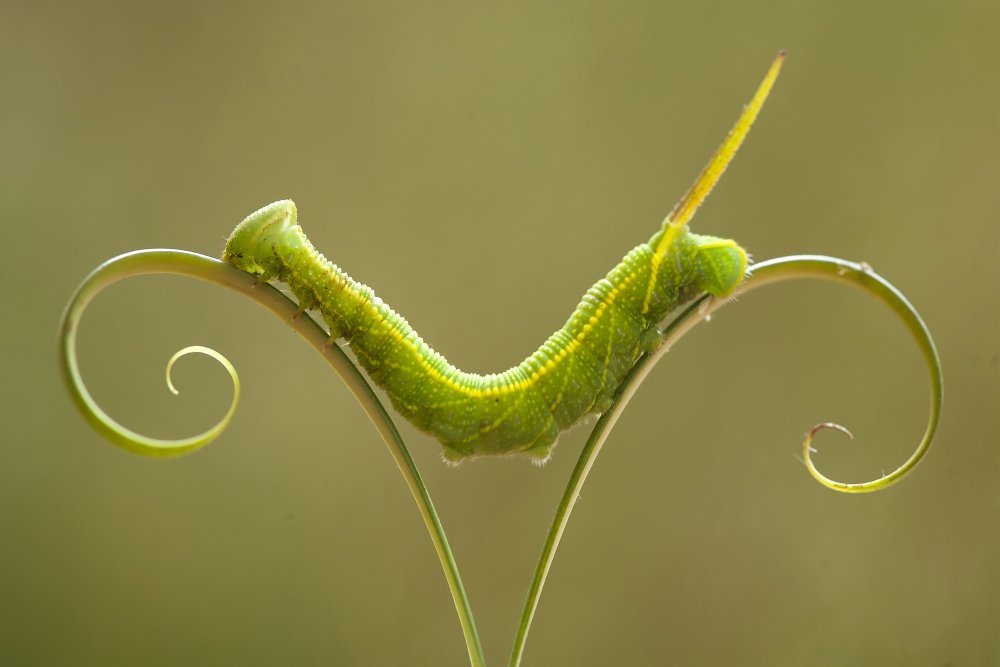 Caterpillar and Leaves von Abdul Gapur Dayak