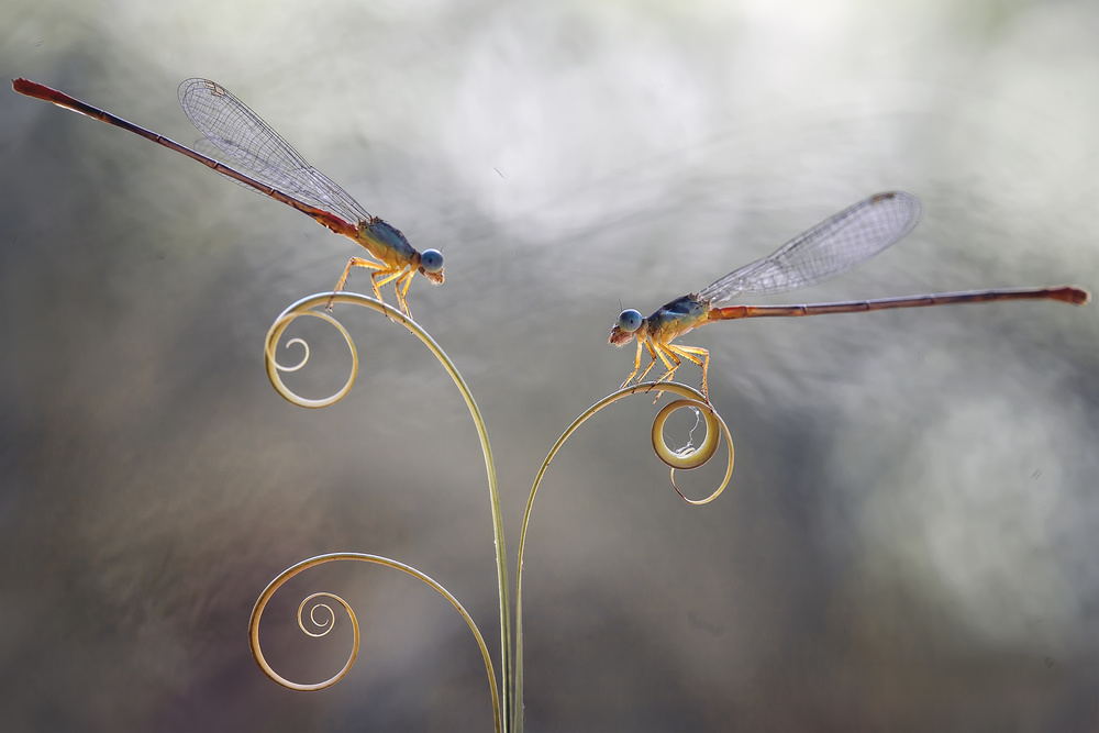 Romantic Damselflies von Abdul Gapur Dayak