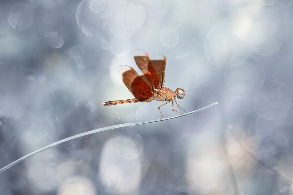 Red Dragonfly on Leaf of Grass von Abdul Gapur Dayak