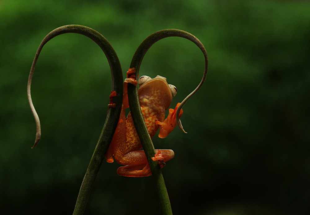 Red Frog von Abdul Gapur Dayak