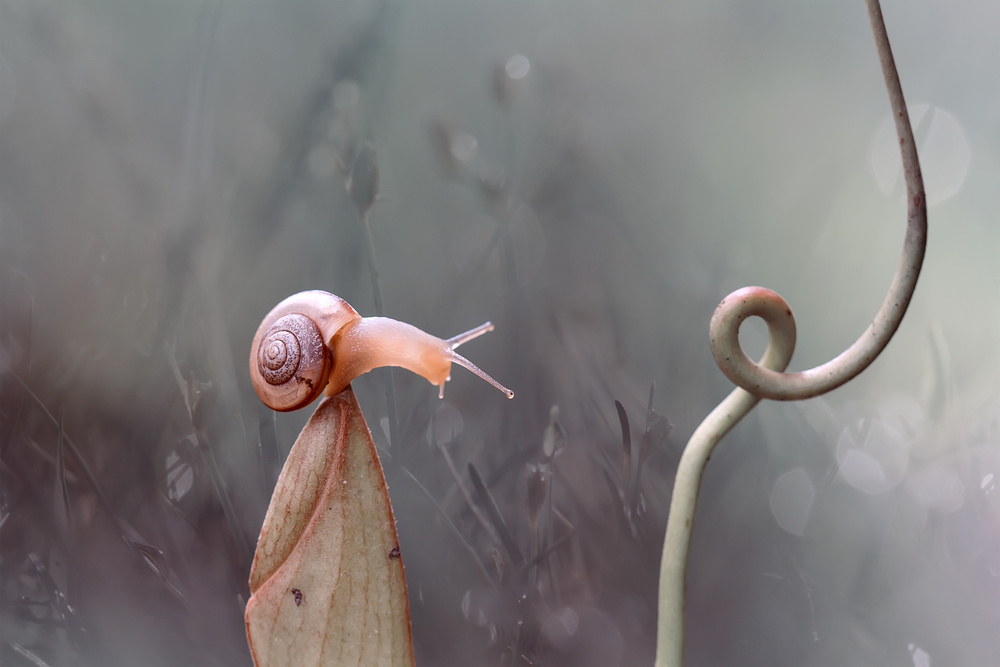 Snail On Nephentes Plant von Abdul Gapur Dayak