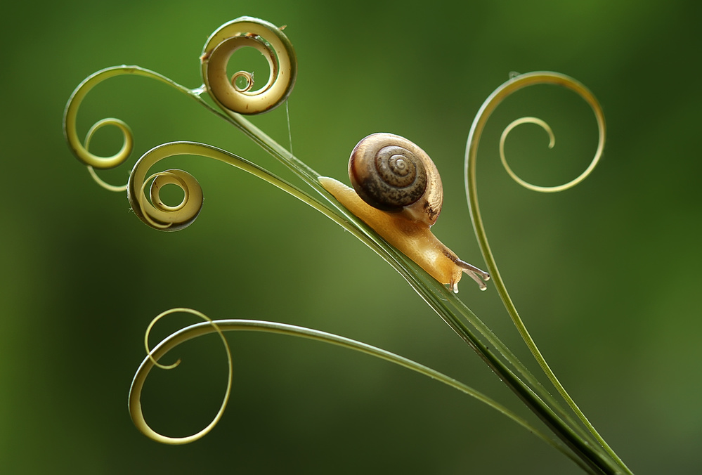 Snails and Leaf Edges von Abdul Gapur Dayak