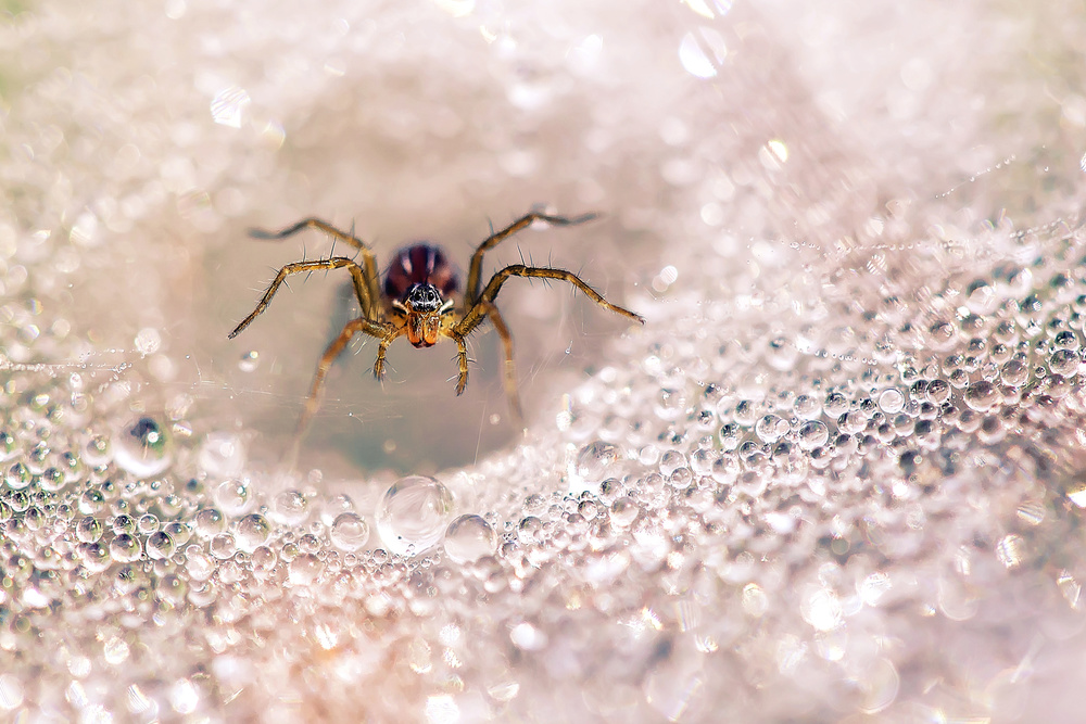 Spider Among The Dew von Abdul Gapur Dayak