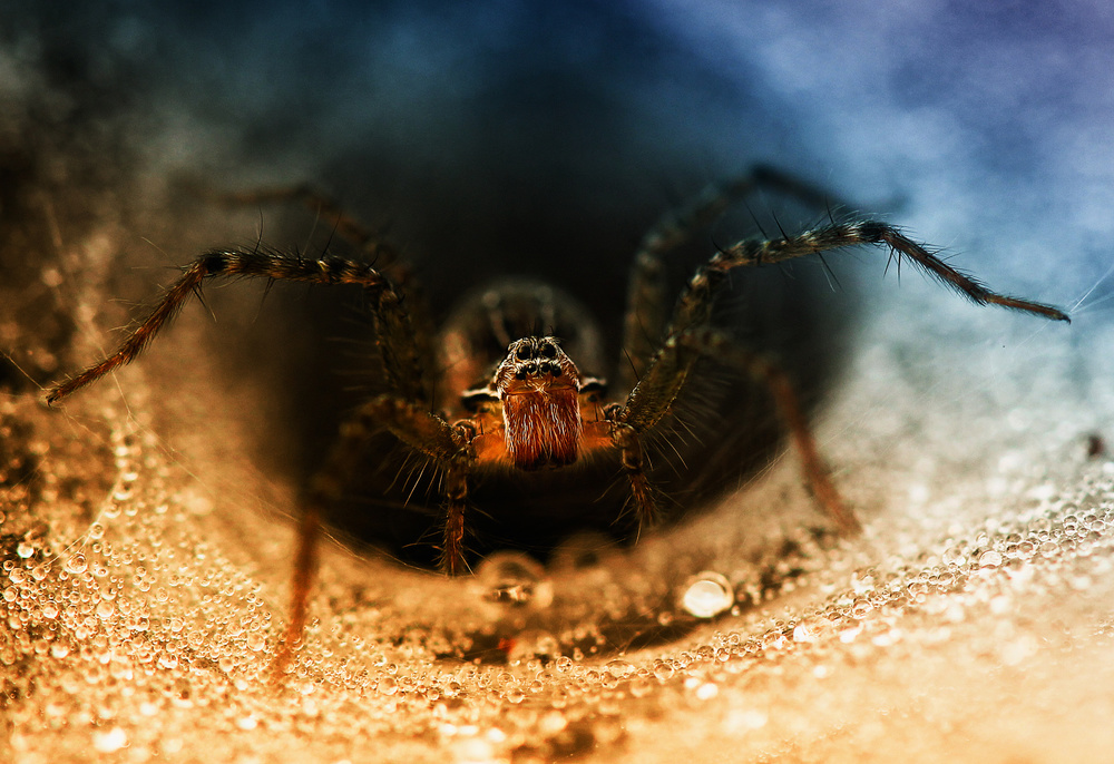 Spider Trap Hole von Abdul Gapur Dayak