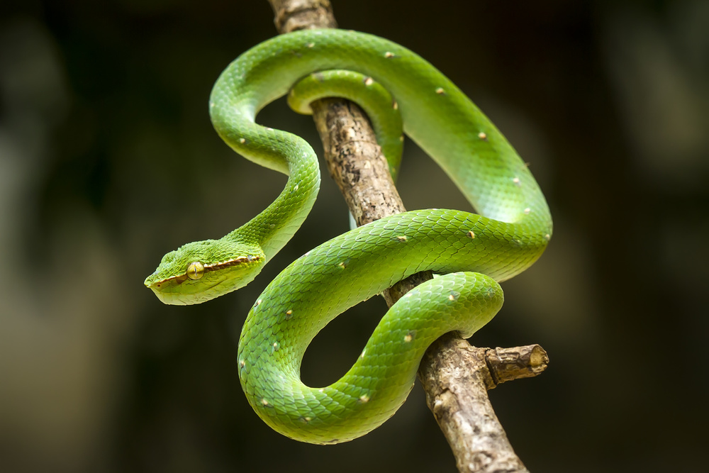 tropidolaemus subannulatus von Abdul Gapur Dayak