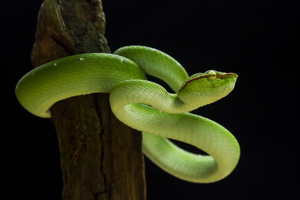 Viper (tropidolaemus subannulatus) von Abdul Gapur Dayak