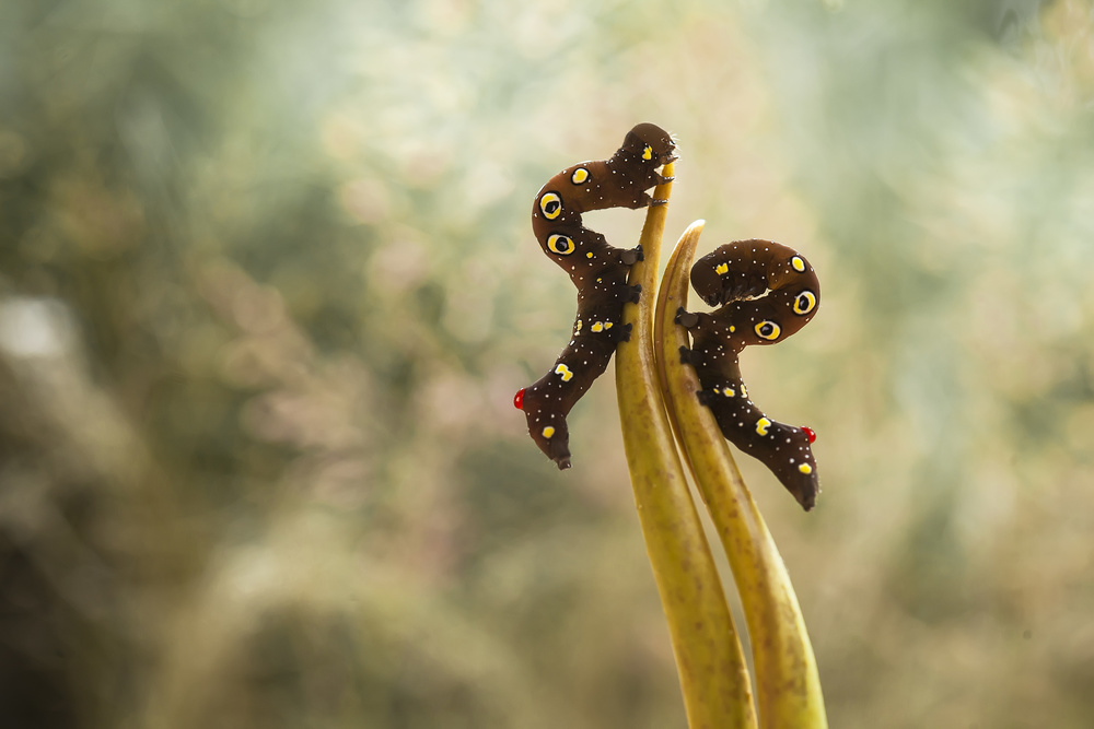 Beautiful Caterpillars von Abdul Gapur Dayak