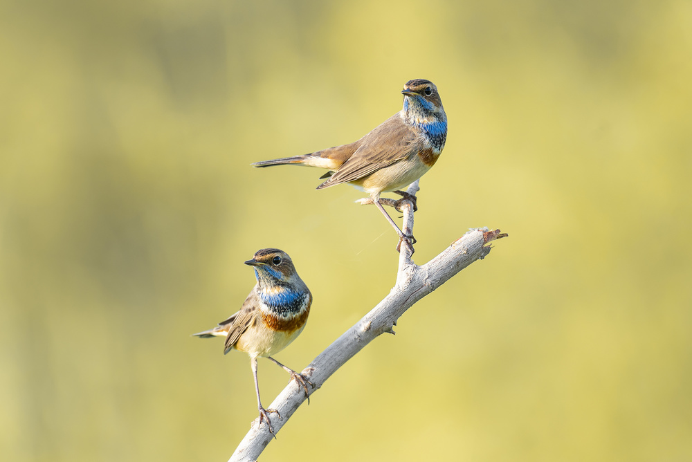 Bluethroats von Abdul Saleem