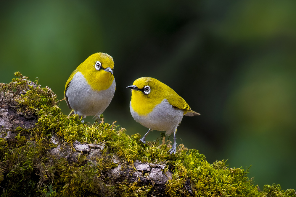 Indian white-eye von Abdul Saleem