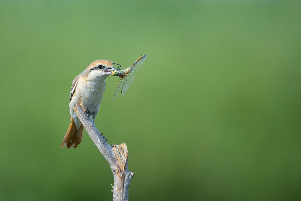 Shrike feast von Abdul Saleem