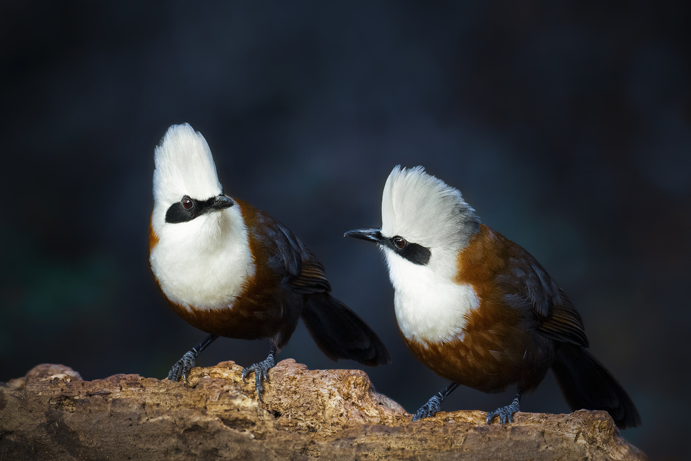 White-crested laughingthrush von Abdul Saleem