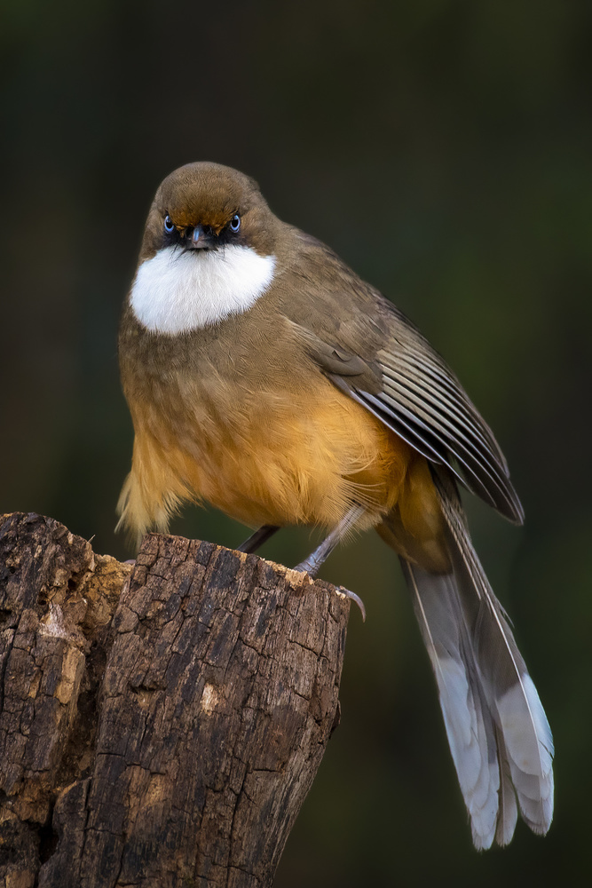 White-throated laughingthrush von Abdul Saleem